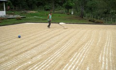 Ethiopian Yirgacheffe Coffee Beans | Fresh Medium Roast | 3 LB Whole Bean