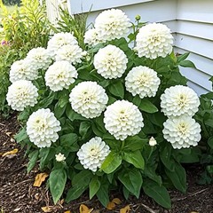 WHITE POLAR BEAR ZINNIA FLOWER SEEDS 100+ GARDEN ANNUAL Free Shipping