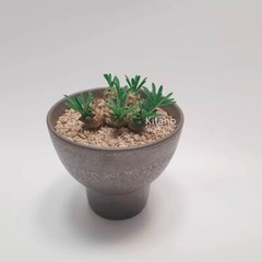 8cm Succulent Cactus Plant Euphorbia Gabizan（5-7 Heads）Cactaceae Beautiful Plant