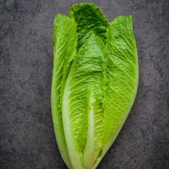 Fresh Crisp Giant Caesar Romaine Lettuce Seeds| Heirloom Non-GMO | Vegetables