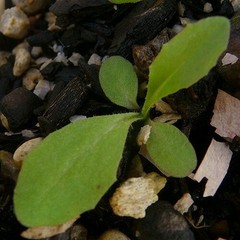 Wild Lettuce (Lactuca virosa) 25+ Seeds *Free International Shipping*