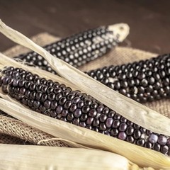 50 Purple Corn Seeds – Rare Deep Violet Variety for Unique Garden & Fall Display