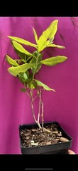 GOLDEN LIGHTS~~Azalea Rhododendron~Well Rooted Starter Plant~MAY BE DORMANT!