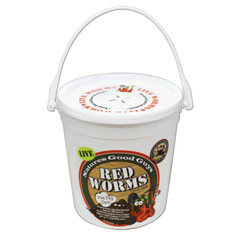 Compost Live Red Worms – Natures Good Guys – Red Wigglers