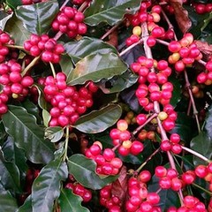 120++ Premium Coffee Seedss (Coffea sp. mundo novo) var. Mundo Novo Coffee