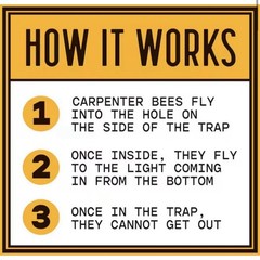 Bees N Things Carpenter Bee Hanging Insect Trap with 15 ft. Coverage (Lot of 4)