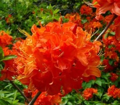 MANDARIN~Azalea Rhododendron Hybrid~STARTER Plant~MAY BE DORMANT