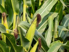60 YELLOW CORN EARLY ‘XTRA SWEET’ Zea Mays Vegetable Seeds *Flat S/H