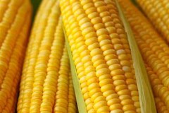 50 HONEY SELECT CORN Sweet Yellow S.E. Sh2 Zea Mays Vegetable Seeds