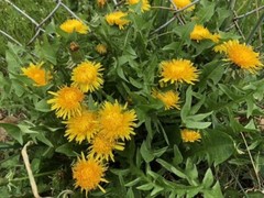 10+ Dandelion plants Wild Organic Non GMO Heirloom