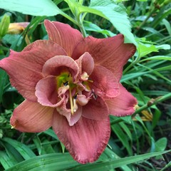 Assorted Daylilies, Mixed Daylilys, perennial’s return every year multiplying