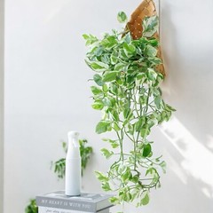 Pothos ‘Pearls and Jade’ – 3 Cuttings – 4”-5” Devil’s Ivy Indoor House Plant