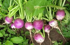 Purple Top White Globe Turnip Seeds, NON-GMO, Variety Size Packets, FREE SHIP