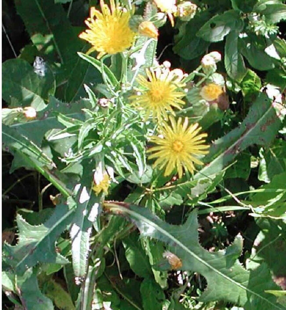 75+SEEDS Wild Prickly Lettuce Lactuca Virosa Medicinal Compass Pain Relief