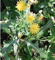 75+SEEDS Wild Prickly Lettuce Lactuca Virosa Medicinal Compass Pain Relief