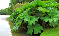 25 GUNNERA MANICATA SEEDS “Dinosaur Food” Giant Hardy Exotic Flower Plant RARE!