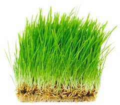 Thunder Acres Non GMO, Certified Organic, Oat Seed