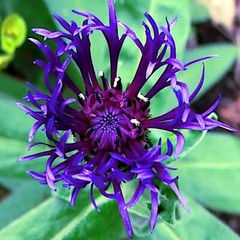 20 MOUNTAIN BLUE CORNFLOWER SEEDS PERENNIAL Centaurea montana Cold Hardy Plant