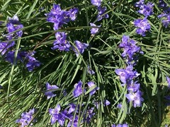 25 Spiderwort Tradescantia Plant Rhizomes Bulbs Perennial Purple Flowers