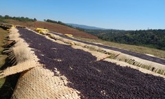 100% MOCHA JAVA COFFEE BEANS DARK ROASTED 5 POUNDS