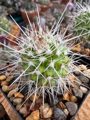 Mammillaria nejapensis, live cactus plant 4 years old own roots