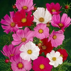 Cosmos Flower DELUXE Mix 12 Varieties Annual Summer Blooms Non-GMO 100 Seeds!