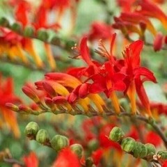 LUCIFER Crocosmia Bulbs 8+ cm or starter plant (You Choose) – US Seller