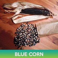 Blue Corn Seeds, Zea mays
