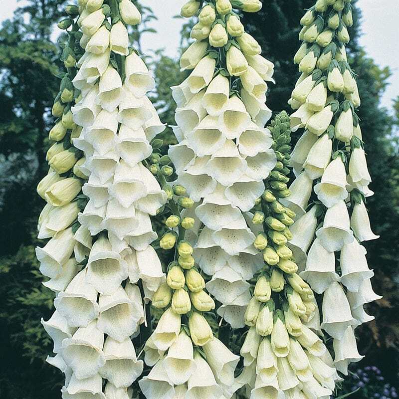 Alba Foxglove Seeds | Heirloom / Non-GMO | Free Shipping | Flower Seeds | 1244
