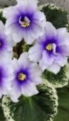 African Violet PLANT ~ R-Durman Starter
