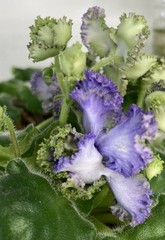 African Violet PLANT ~ AV-LYAGUSHONOK (Little frog) Starter Very Rare