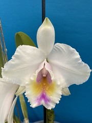 Cattleya quadricolor Orchid Eros X Orlata Pink White Yellow Species 7” PT SHEATH