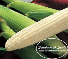 SCARBOROUGH SEEDS 25 SEEDS WHITE CORN (SILVER KING) HYBRID NON-GMO USA