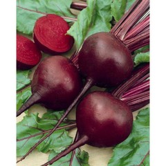 750+ DETROIT RED BEET SEEDS. FRESH FOR GARDENS