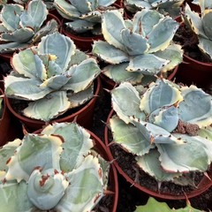 8CM Succulent Cactus Agave Plant Agave Isthmensis Variegated Home Garden Plant