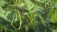 Organic Whole dried MUNG Beans ‘Green Gram’ ‘Moong’ Prewashed Clean non GMO