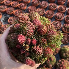 8CM Succulent Plant Jovisbarba Allionii Crassulaceae Home Garden Beautiful Plant