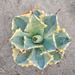 8CM Succulent Agave Plant Agave Parrasana Raiko Nishiki Variegated Home Garden