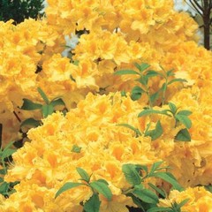GOLDEN LIGHTS~~Azalea Rhododendron~Well Rooted Starter Plant~MAY BE DORMANT!