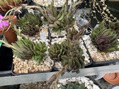 Anacampseros lanceolata Succulent Live Plant Easy Care