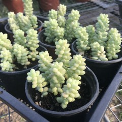 4 Packs Burro’s Tail Sedum Morganianum Donkey’s Tail Rooted in 2 inch Planters