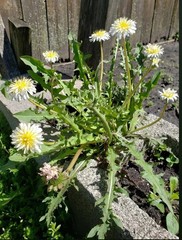 Japanese White Dandelion Seeds RARE 10 Organic Seeds *FREE SHIPPING*