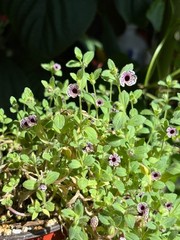 Diplacus pictus Seeds, Calico Monkeyflower Rare California Annual Plant