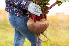 75 Giant Red BEET Mangelwurzel Mangel Mangold Wurzel Mammoth Long Beta Seeds