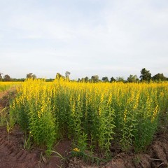 5 LBS Annual Sunn Hemp Pasture, Forage, and Cover Crop Seed