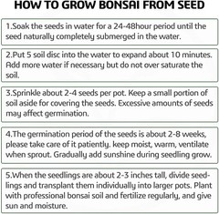 Bonsai Chinese Boxwood seeds 5 count~ dwarf ~hobby