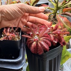 Drosera Graomogolensis 3 Plants Potted. Large, Easy Care Species