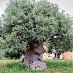 10 CANINO OLIVE TREE SEEDS (Olea europaea) European Common Edible Fruit Plant