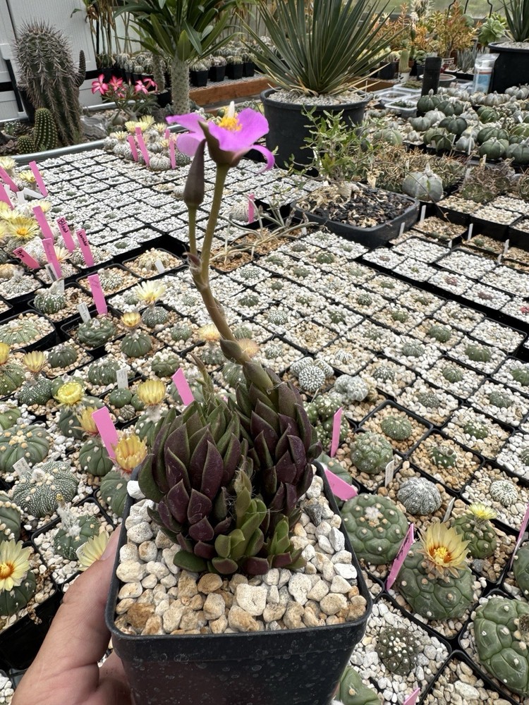 Anacampseros lanceolata Succulent Live Plant Easy Care