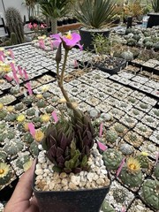 Anacampseros lanceolata Succulent Live Plant Easy Care